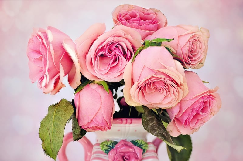 Garden of Roses